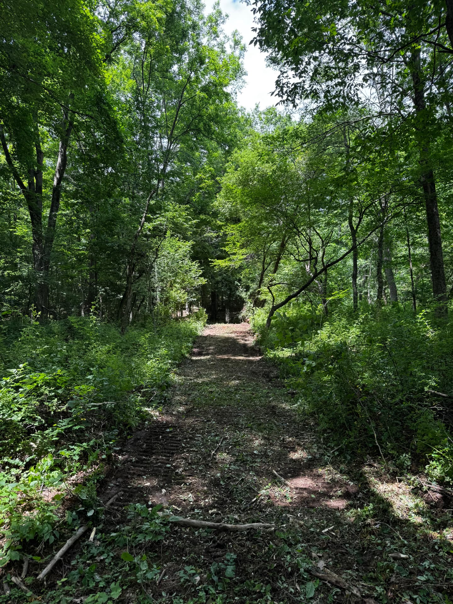 Forestry Mulched Trail Through Brush — After