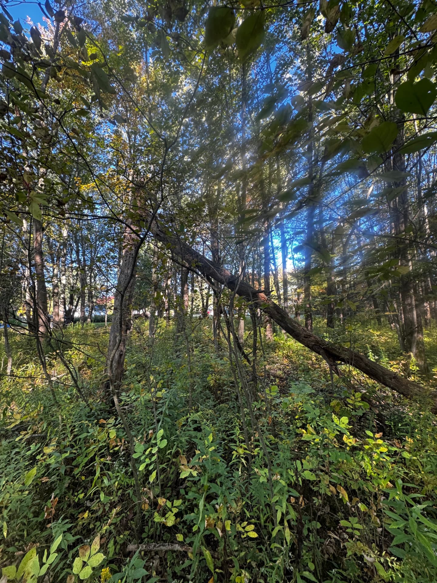 Forestry Mulching Under Mature Trees — Before