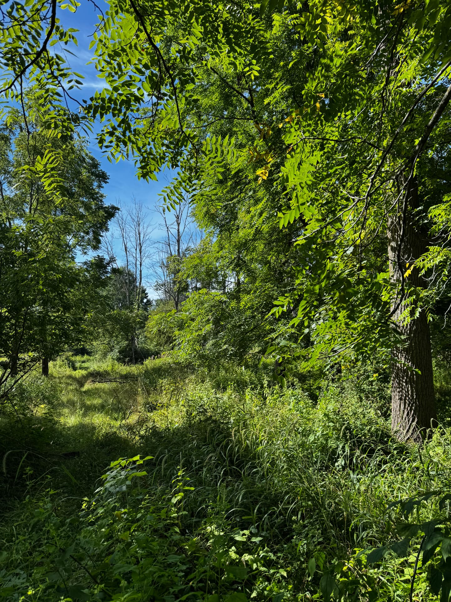 Forestry Mulching — Before