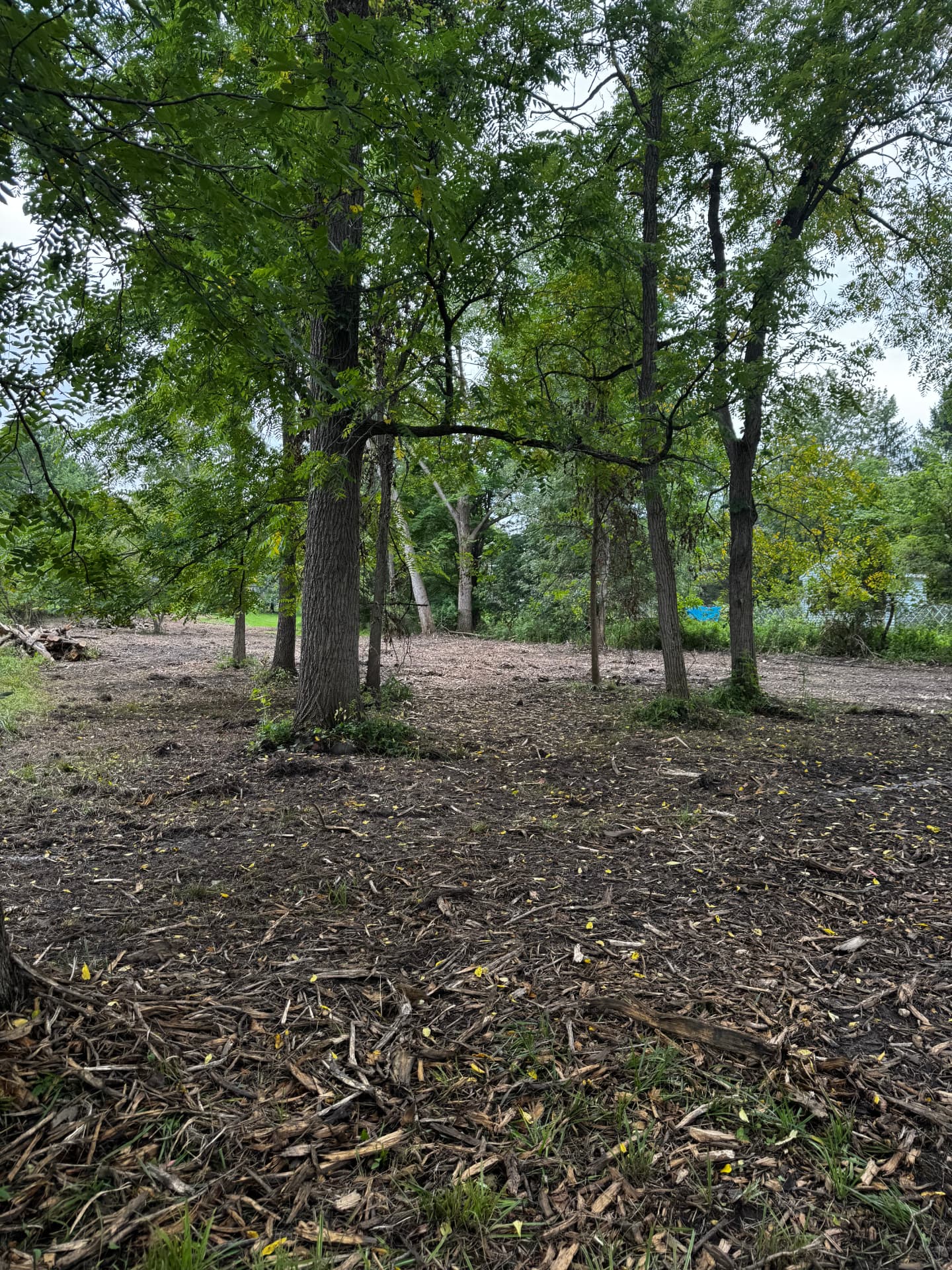 Forestry Mulching — After