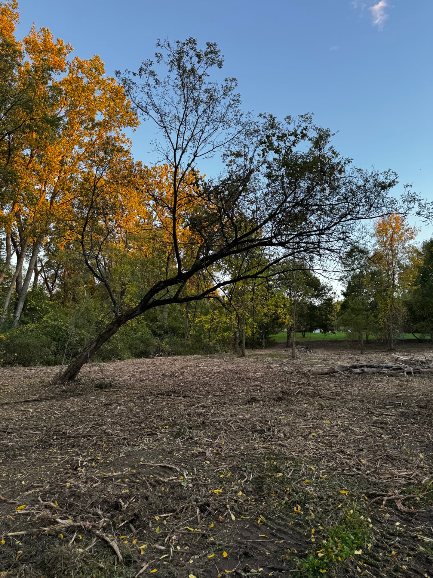 Forestry Mulching — After