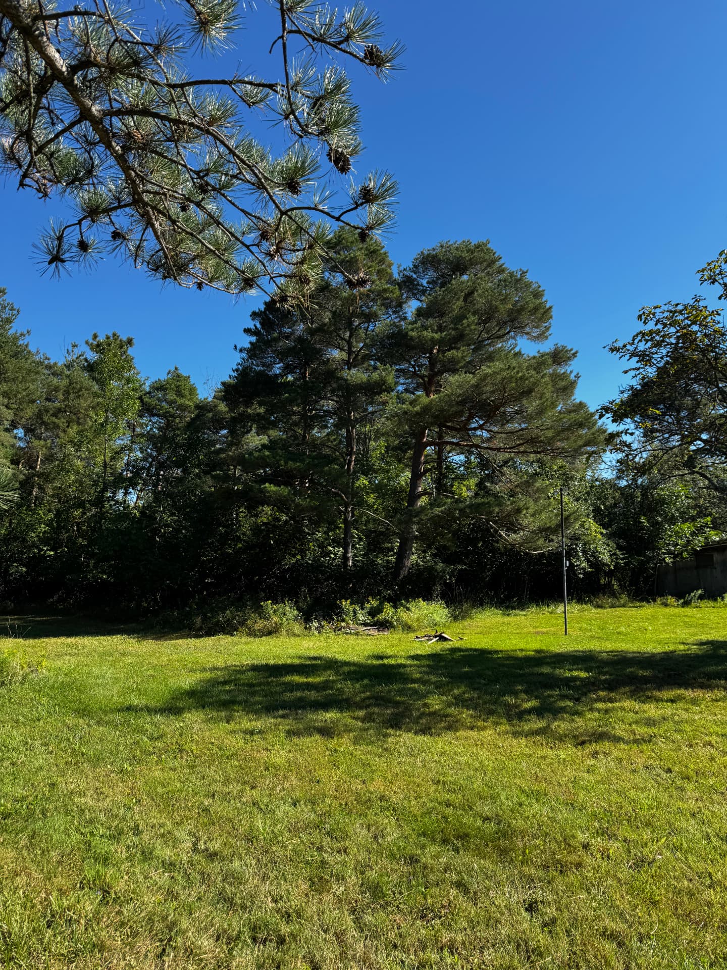 Yard Expanded Under Mature Pines — Before