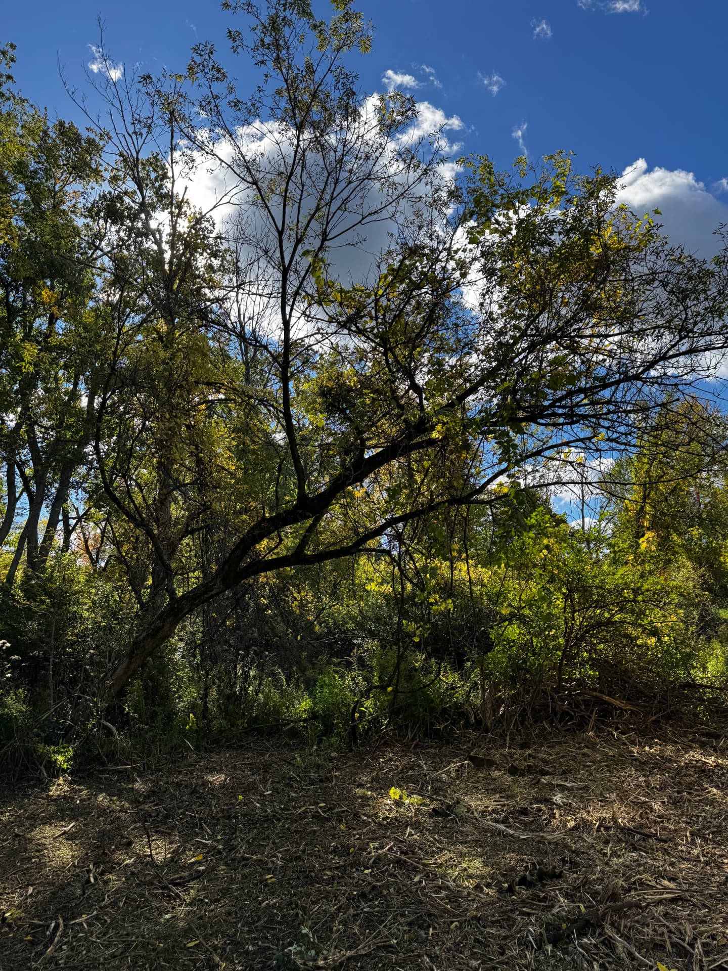 Forestry Mulching — Before