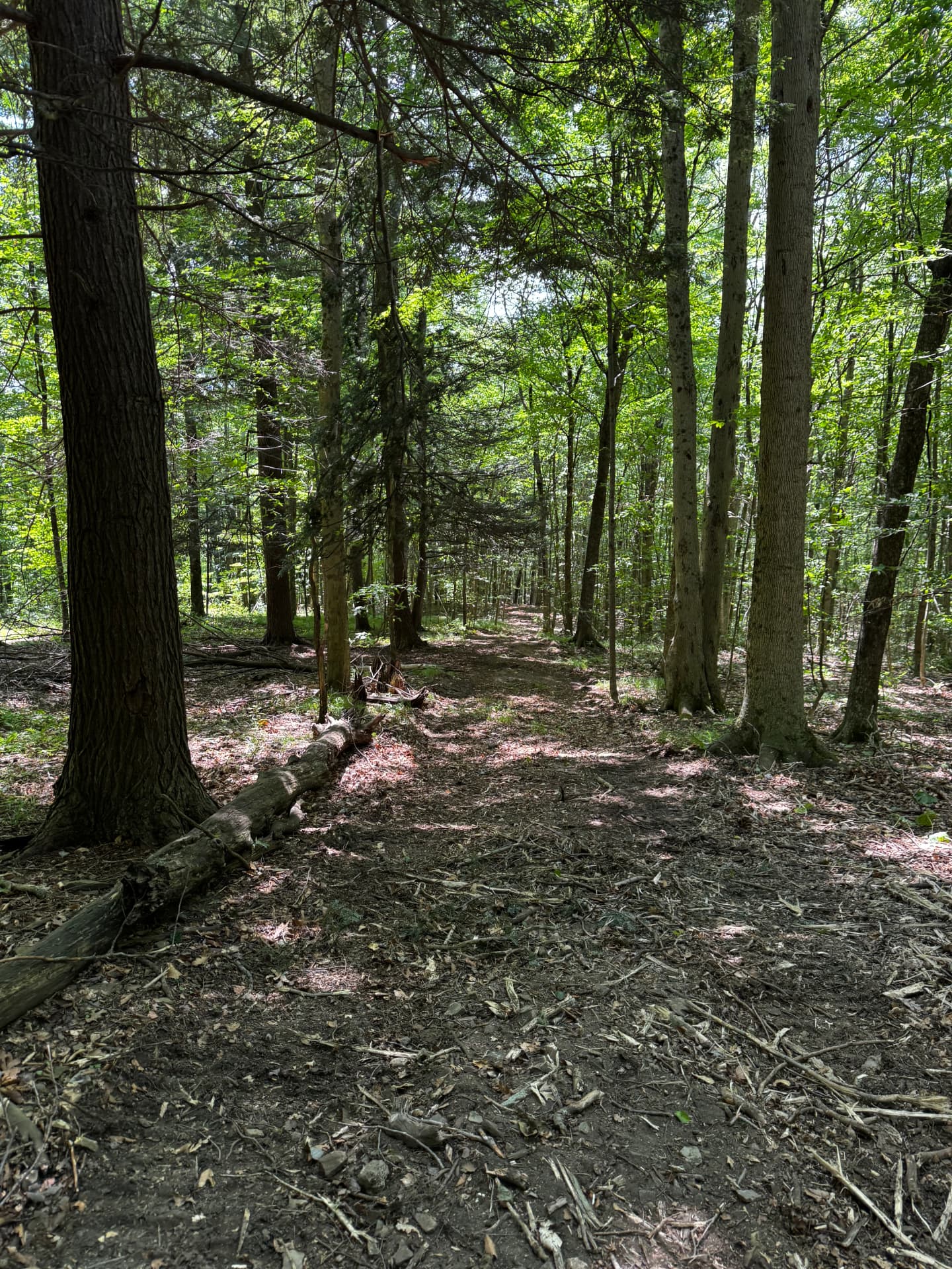 Forestry Mulched Trail Through Brush — Finished Trail