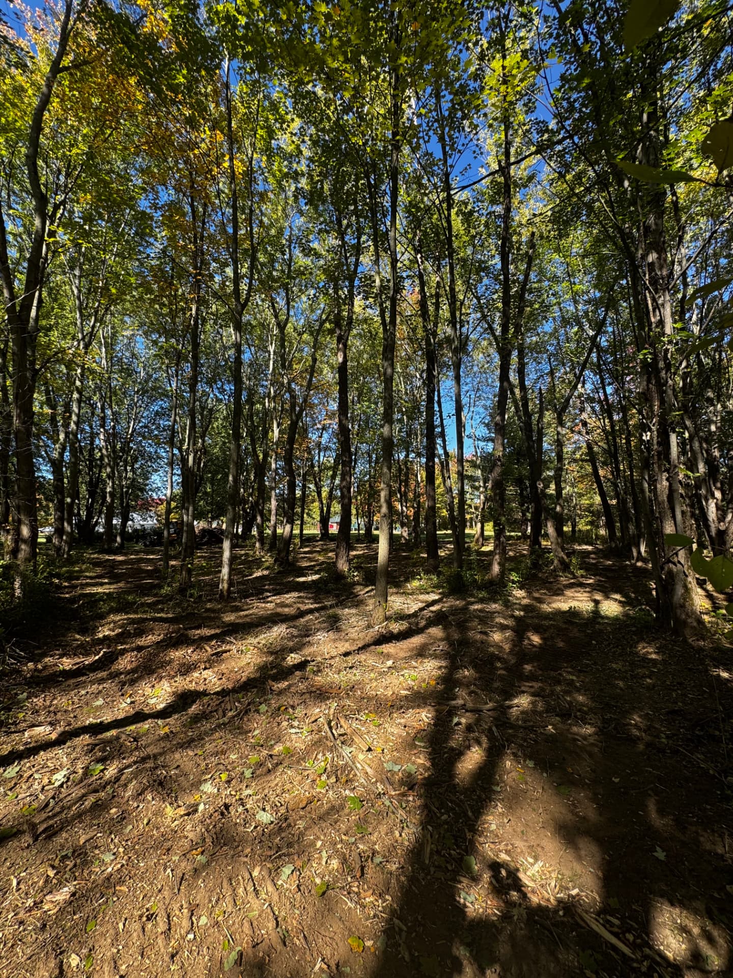 Forestry Mulching Under Mature Trees — After
