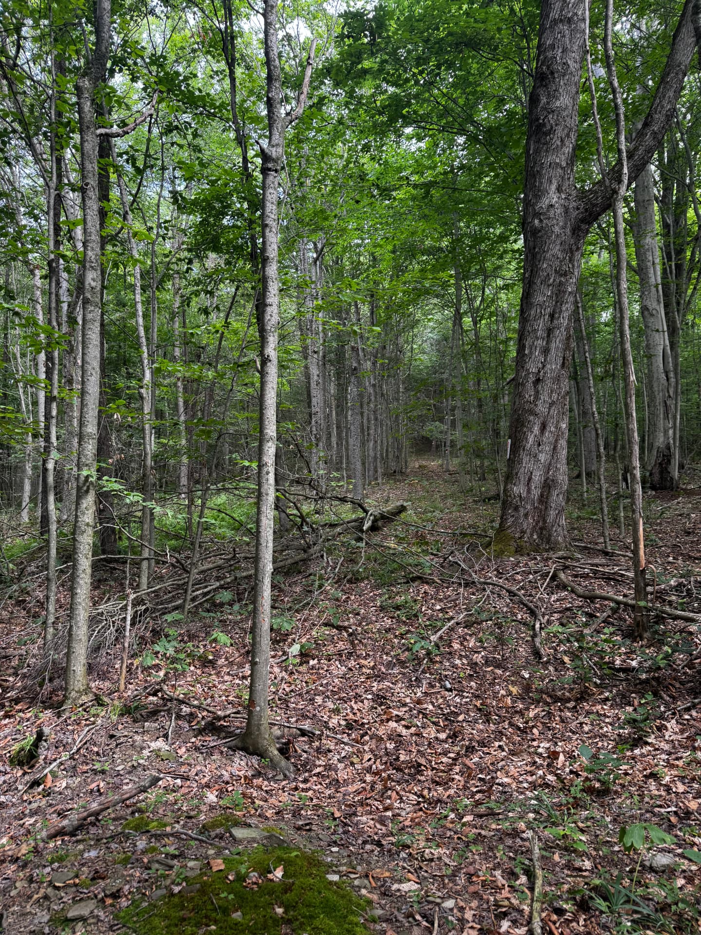 Forestry Mulched Trail Through Brush — Before