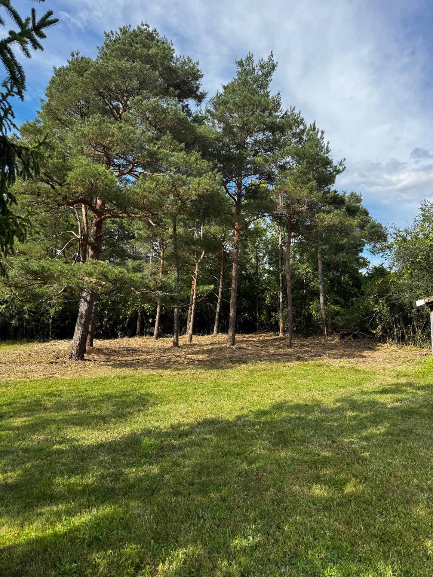 Yard Expanded Under Mature Pines — After