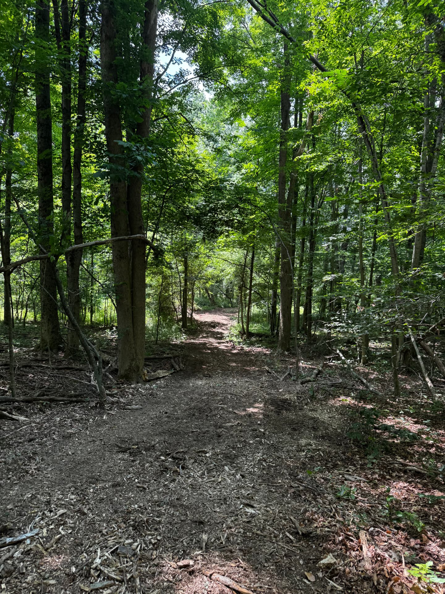 Forestry Mulched Trail Through Brush — Finished Trail
