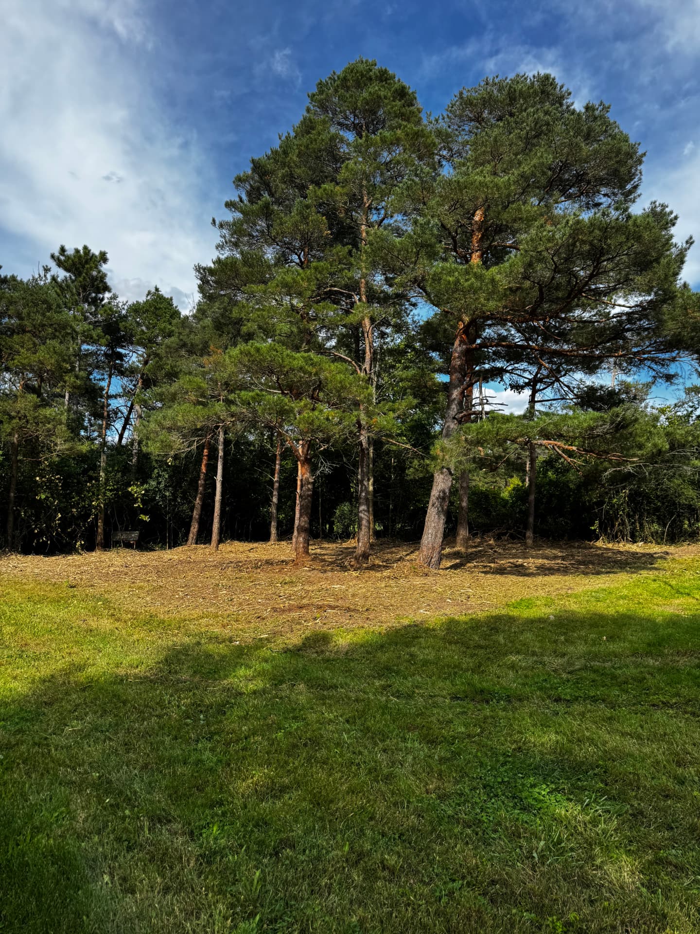 Yard Expanded Under Mature Pines — After