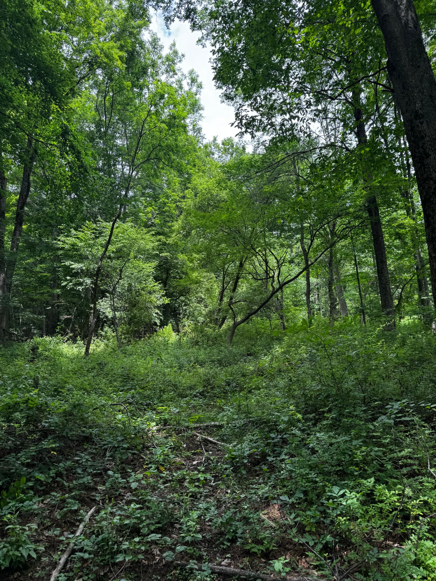 Forestry Mulched Trail Through Brush — Before