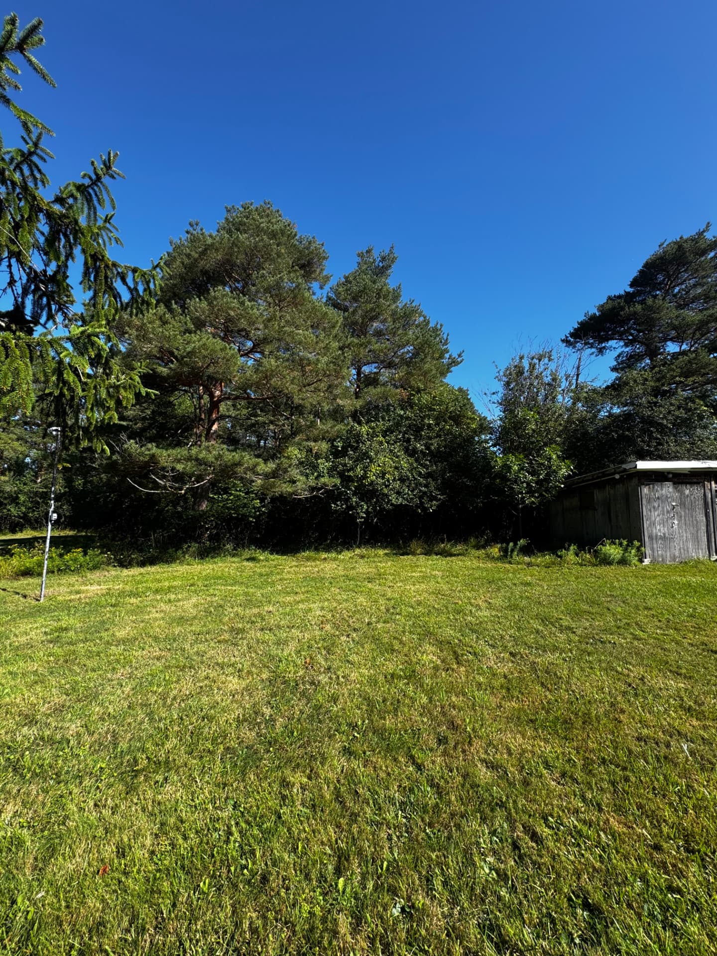Yard Expanded Under Mature Pines — Before