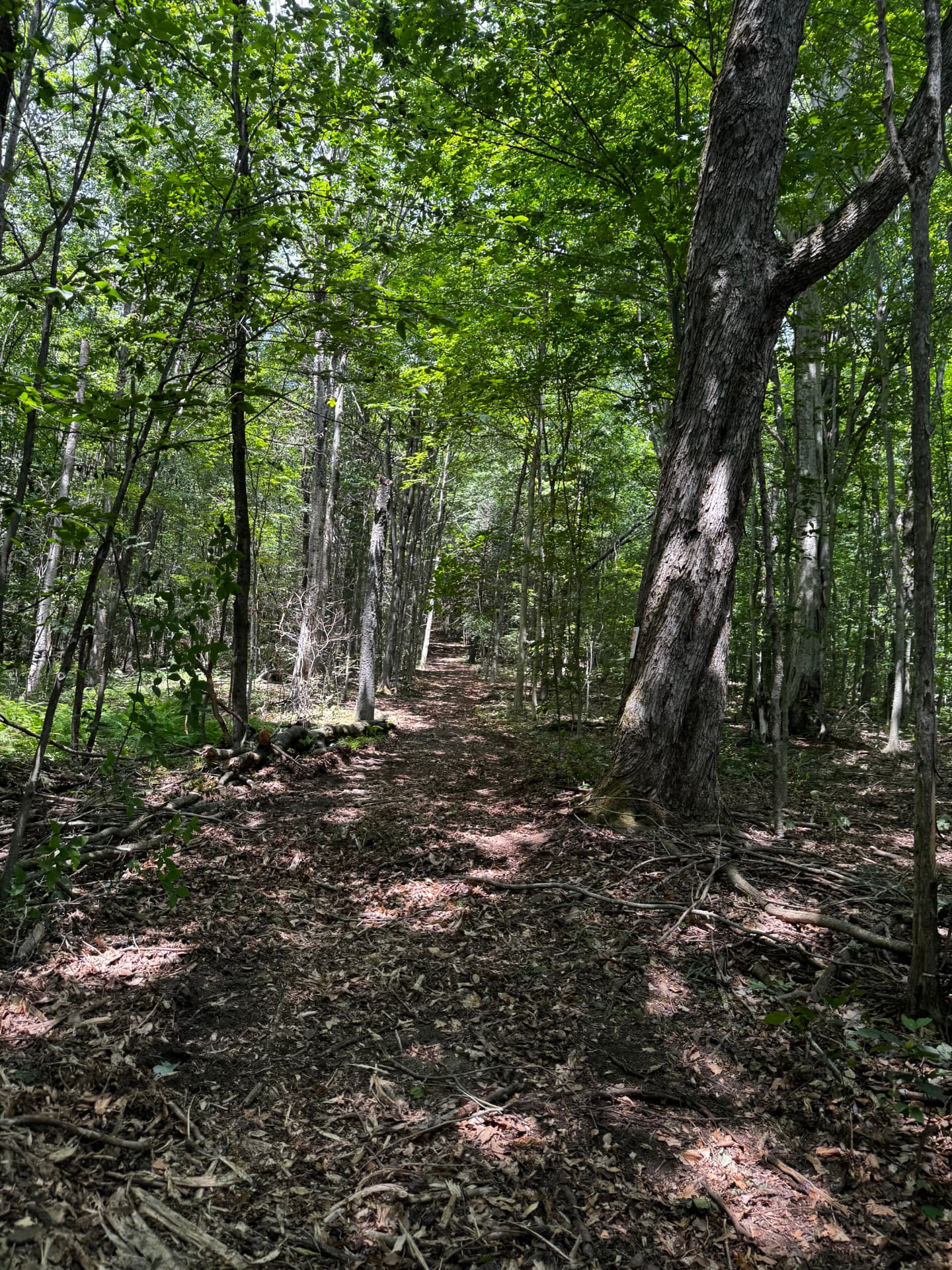 Forestry Mulched Trail Through Brush — After