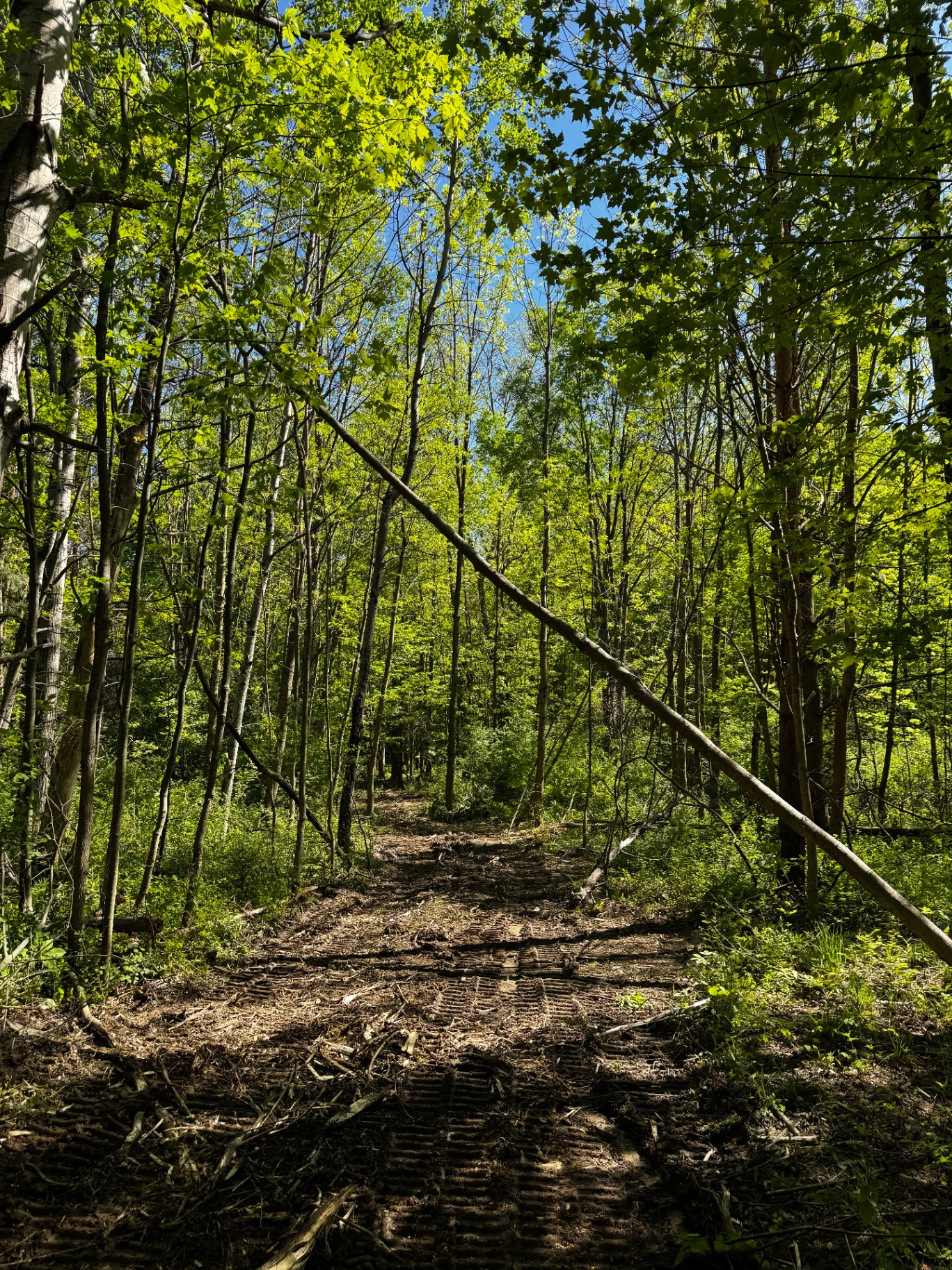 Trail Clearing — After