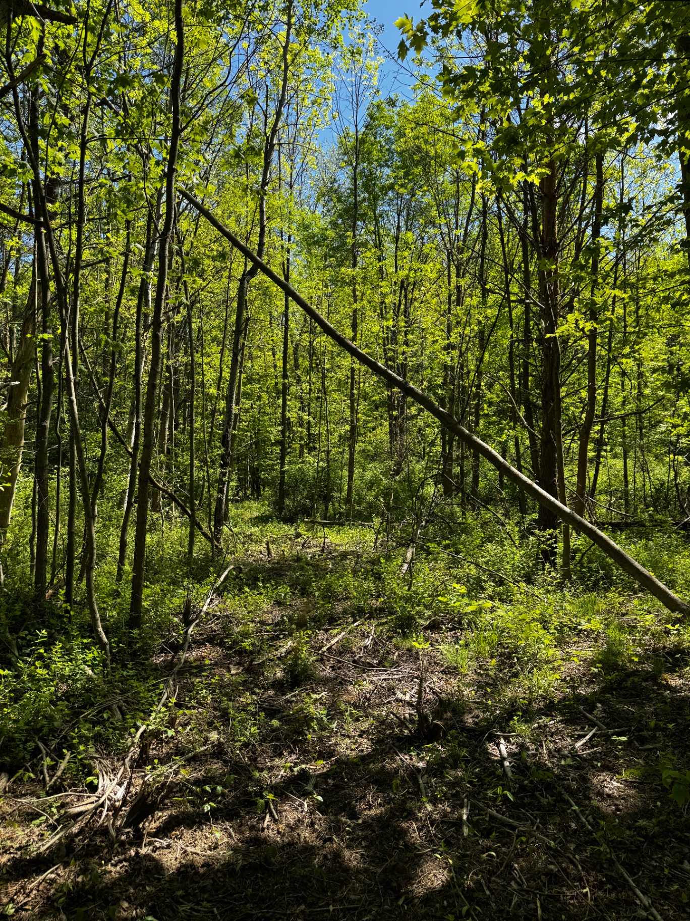 Trail Clearing — Before